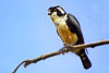 Black Thighed Falconet